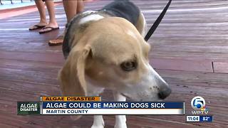 Three dogs confirmed sick from injecting Cyanobacteria in Martin County waterways, more to be tested