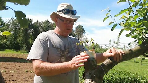 12 DAYS AFTER BARK GRAFTING ON WILD APPLE TREES