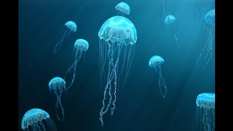 Into The Sea With Jellyfish