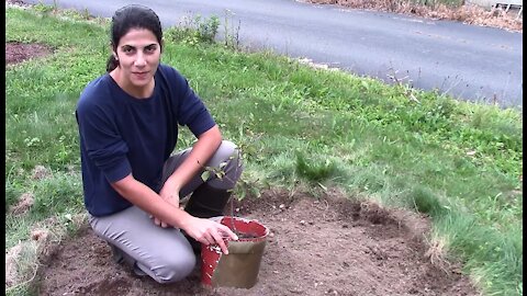 Dwarf Cherry Tree Planting