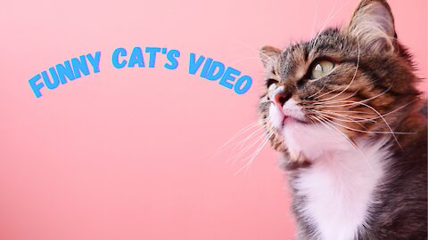 funny cats videos # 19