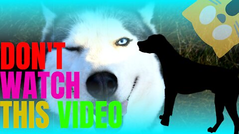 #2-Pets Cute Craziest Dog Husky 2021🐶