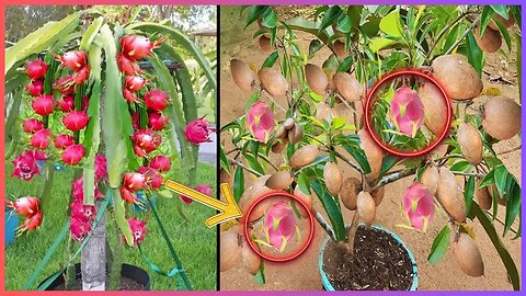 🌱 Unleashing Creativity: Grafting Sapodilla onto Dragon Fruit for Rapid and Seamless Growth! #ASMR