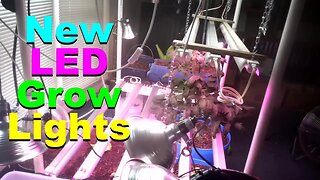 No. 605 – Indoor Garden Update –New Grow Lights