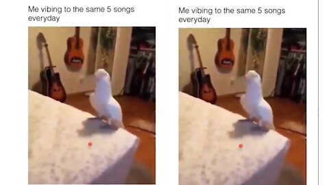 My bird vibing to the same 5 songs everyday 😂😂