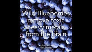 Cultivating WILD blueberries