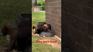 Baby bears South Dakota #rv #shorts #rvlife #rv