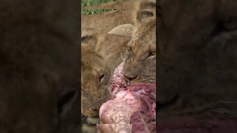 Lion Kill / Close Up Lion Kill / Wildlife at its best