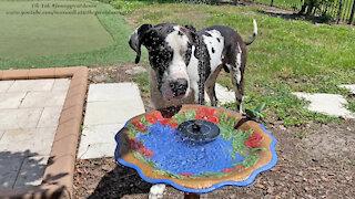 Funny Great Dane Inspects Hand Painted Bird Bath Fountain