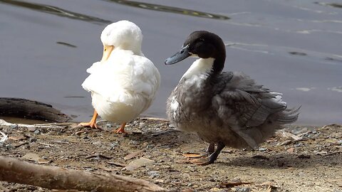 CatTV: black and white duck cleaning