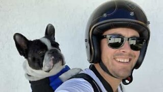 Un bulldog français joue les parfaits compagnons de moto