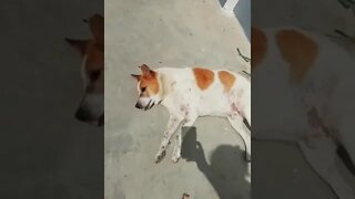 cute puppies cute | puppy videos | cute puppies shorts 47 | short vlogs 🐕#shorts #viral #shortvlog