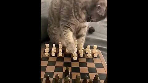 Plange games played by thinking the cat😂🤣