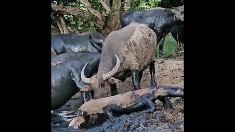 Survival from Wildlife 🐃🐊