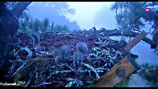 Squirrels Have a New Year's Party-Cam One 🎈 01/01/23 06:59