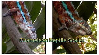 Chameleon Reptile Scales