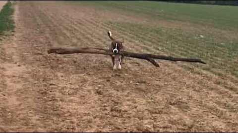 Un chien veut rapporter une branche entière à la maison