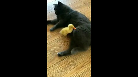 Mama duck came to rescue baby duck🤣