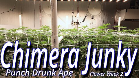 Chimera Junky Week 2: Spider Farmer SE7000 Full Garden Update