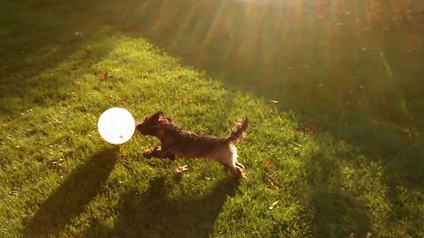Puppy Ruins Playtime With Popped Balloon