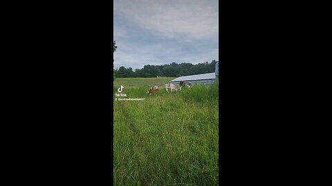 Calves on a sunny day.