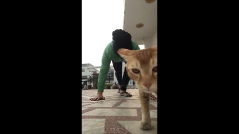 Kitten doesn’t let his owner do his workout