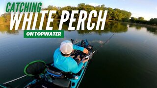 Summer White Perch on Topwater | My Last Trip on the Old Town Sportsman Autopilot 120