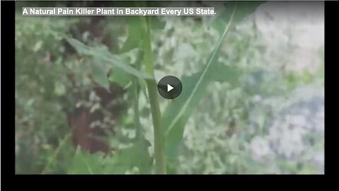 A Natural Pain Killer Plant in Backyard Every US State