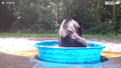 Bear and cub fool around in pool and play with ball