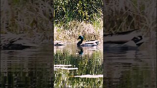 mallard ducks