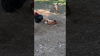 Got 🐣 | #chickens #farmlife #homesteading #cute #chicks