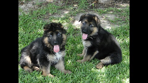 PUPPIES German Shepherd puppy play fighting with mama Jules and Romes pup