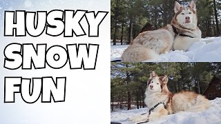 Husky Snow Fun 2024