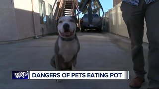 Pets and pot: One pet owners story after his dog ingested marijuana