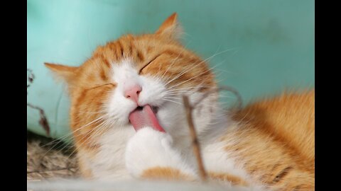 A Cat Sniffing on a Ceramic Jar