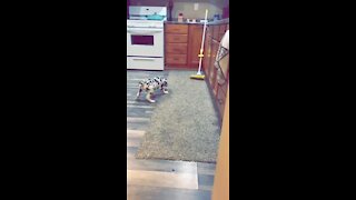 Great Dane puppy barks at mop nemesis