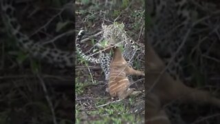 Leopard Kill / Leopard Kills Bushbuck / Wildlife at its best