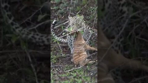Leopard Kill / Leopard Kills Bushbuck / Wildlife at its best