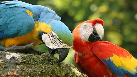 Most Beautiful Parrots in the WORLD
