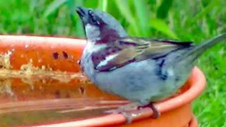 IECV NV #391 - 👀 House Sparrows At The Orange Glass Feeder And At The Bird Bath 6-7-2017