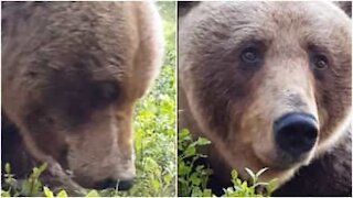 Tutto il coraggio di un fotografo nel filmare un orso da vicino