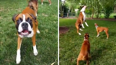 Boxer dogs hilariously jump their highest to reach tree leaves