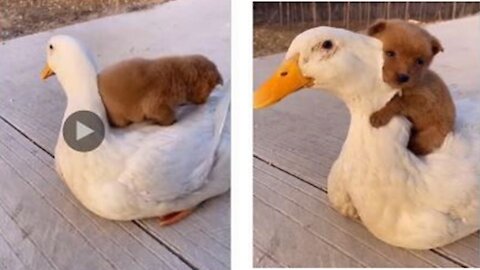 The dog and the white duck are very good friends