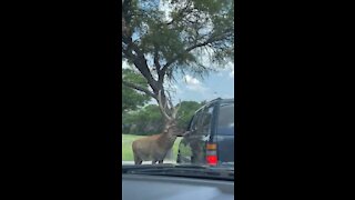 Big Buck eating out of the kids hands.