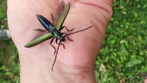 The musk beetle (Aromia moschata)