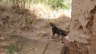 Curious Cat Explores a Ruin