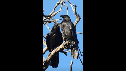 Common Raven 🐦Raven's Roost