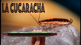 How to Play La Cucaracha on a Tremolo Harmonica with 16 Holes