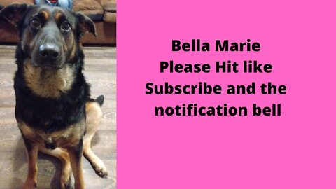 Dog Watching Tv ( Bella Marie)