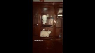 Cat in a China Cabinet